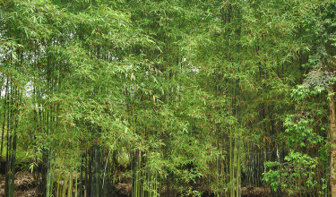 bamboo-harvesting bamboo harvesting